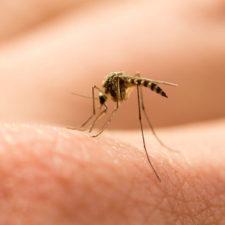 9 Ways To Prevent Mosquito Bites