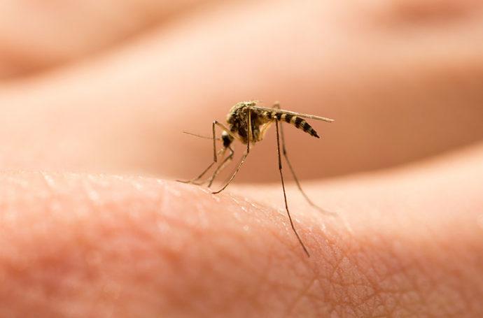 Bug Off! 9 Ways To Prevent Mosquito Bites 